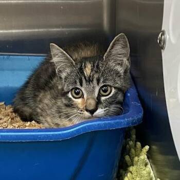 Mallory -  Domestic Short Hair Cat for Adoption in Port Charlotte, Florida - Mallory | PetCurious