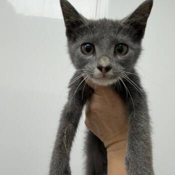 Mimosa -  Domestic Short Hair Cat for Adoption in La Grange, Kentucky - Mimosa | PetCurious