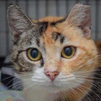 Callie -  Torbie and Domestic Short Hair Cat for Adoption in Huntley, Illinois - Callie | PetCurious