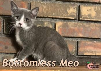 Bottomless Meow -  Domestic Short Hair Cat for Adoption in Douglasville, Georgia - Bottomless Meow | PetCurious