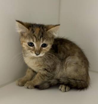 Matilda -  Domestic Short Hair Cat for Adoption in Rochester, Indiana - Matilda | PetCurious