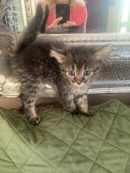 Hannah -  Domestic Long Hair and Domestic Short Hair Cat for Adoption in Picayune, Mississippi - Hannah | PetCurious