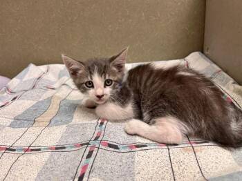 A553287 -  Domestic Short Hair Cat for Adoption in Moreno Valley, California - A553287 | PetCurious