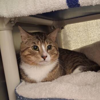 Chico -  Domestic Short Hair Cat for Adoption in York, Pennsylvania - Chico | PetCurious