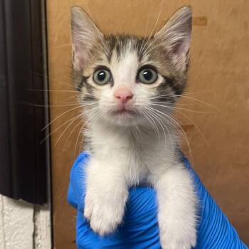 Sammi -  Domestic Short Hair Cat for Adoption in Edinburg, Texas - Sammi | PetCurious