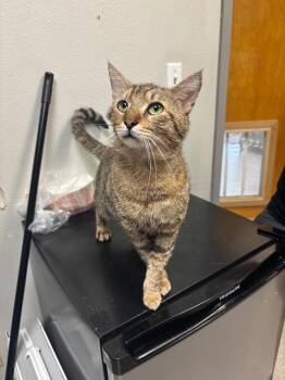 Domestic Short Hair Cats Available for Adoption in Sorrento, Louisiana - Thomas | PetCurious