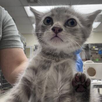 Marie Sharp 26-06-018 -  Domestic Short Hair Cat Available for Adoption in Bastrop, Texas - Marie Sharp 26-06-018 | PetCurious