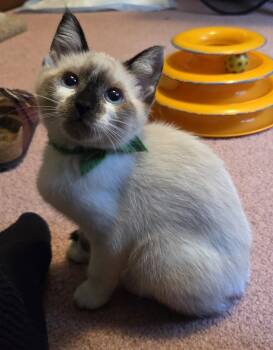 Clarice -  Snowshoe and Siamese Cat Available for Adoption in Hood River, Oregon - Clarice | PetCurious
