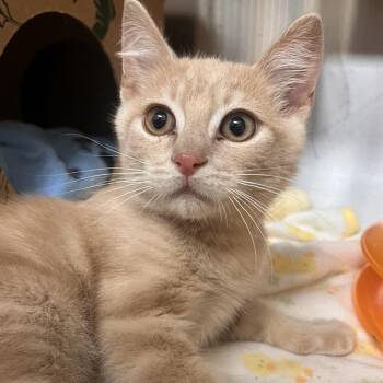 Baby Buck -  Domestic Short Hair Cat for Adoption in Reno, Nevada - Baby Buck | PetCurious
