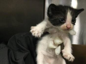 Domestic Short Hair Cats Available for Adoption in Thousand Palms, California - RAIN | PetCurious