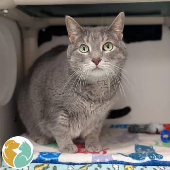 Sophie -  Domestic Short Hair Cat for Adoption in Toledo, Ohio - Sophie | PetCurious