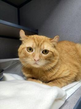 American Curl Cats Available for Adoption in Kirkland, Washington - Chester Cheeto | PetCurious