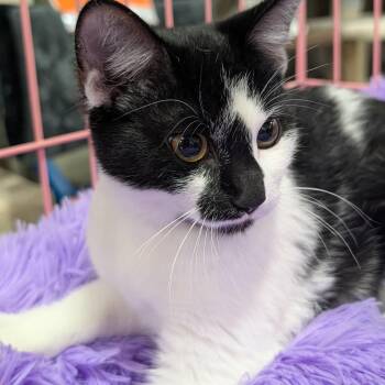 Domestic Short Hair Cats Available for Adoption in Springfield, Illinois - Kathleen | PetCurious