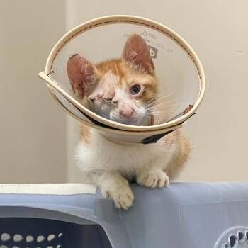 Jelly -  Domestic Short Hair Cat for Adoption in St. Helena, California - Jelly | PetCurious