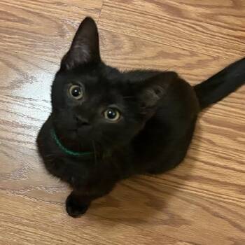 Rescue Domestic Short Hair Cats for Adoption in Buffalo, New York - Julius | PetCurious