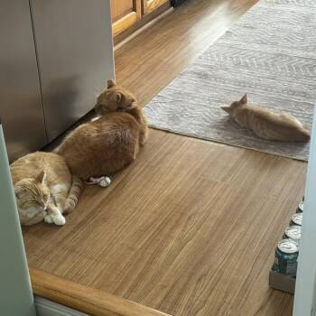 Mausoleum -  Domestic Short Hair Cat for Adoption in Los Angeles, California - Mausoleum | PetCurious