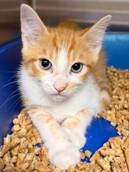 Short Ribs -  Domestic Short Hair Cat for Adoption in Ocala, Florida - Short Ribs | PetCurious