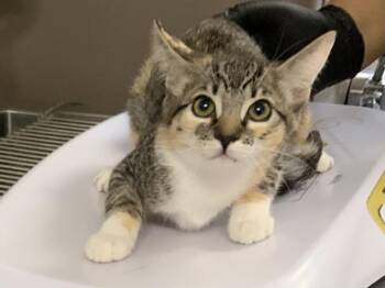 A254491 -  Domestic Short Hair Cat for Adoption in Visalia, California - A254491 | PetCurious