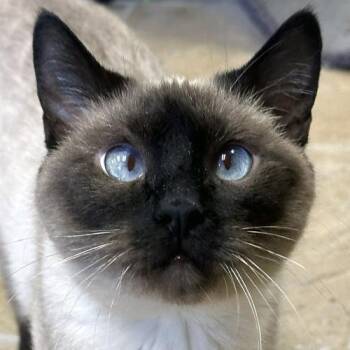 Echo -  Siamese Cat for Adoption in Crystal Lake, Illinois - Echo | PetCurious