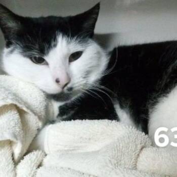 Domestic Short Hair Cats Available for Adoption in South Riding, Virginia - Oscar | PetCurious