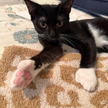 Oreo Ramishvili (polydactyl) -  Domestic Short Hair Cat for Adoption in Merrifield, Virginia - Oreo Ramishvili (polydactyl) | PetCurious