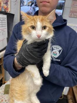 Domestic Long Hair Cats Available for Adoption in Stockton, California - A374879 | PetCurious