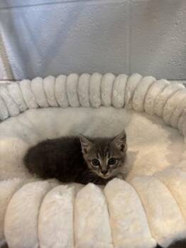 Cucumber -  Domestic Short Hair Cat for Adoption in Paducah, Kentucky - Cucumber | PetCurious