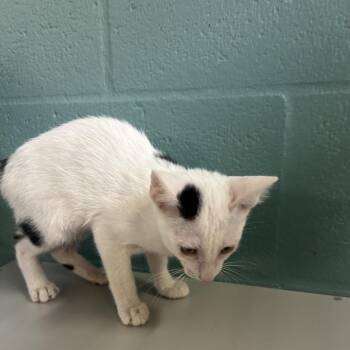 Arlo -  Domestic Short Hair Cat for Adoption in Sarasota, Florida - Arlo | PetCurious
