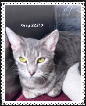 GRAY (see also GRAYSON & GARY) -  Domestic Short Hair Cat for Adoption in Marietta, Georgia - GRAY (see Also GRAYSON & GARY) | PetCurious