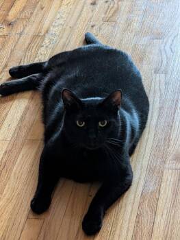 Jackson -  Domestic Short Hair Cat for Adoption - Jackson | PetCurious