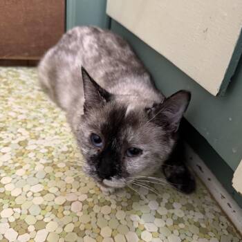Rescue Domestic Short Hair and Manx Cats for Adoption in Mount Holly, North Carolina - Sundae | PetCurious