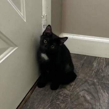 Leafeon -  Domestic Short Hair Cat for Adoption in East Greenwich Township, New Jersey - Leafeon | PetCurious