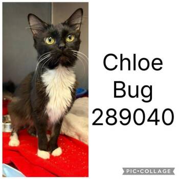 CHLOE BUG -  Domestic Short Hair Cat for Adoption in Macon, Georgia - CHLOE BUG | PetCurious