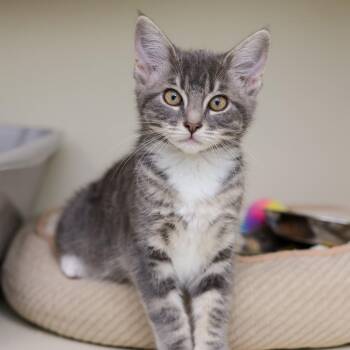 Tsubomi -  Domestic Long Hair Cat for Adoption in Los Angeles, California - Tsubomi | PetCurious