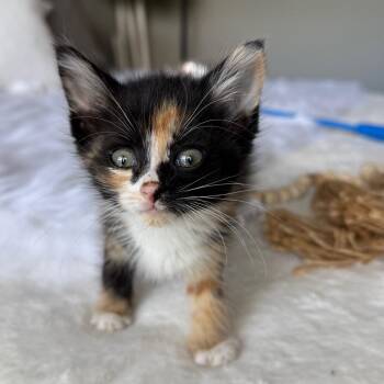 Edith -  Domestic Medium Hair Cat for Adoption in Brownsboro, Alabama - Edith | PetCurious