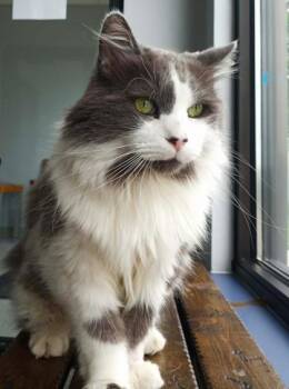 Dr. Sheldon Cooper -  Domestic Long Hair Cat for Adoption in Waupaca, Wisconsin - Dr. Sheldon Cooper | PetCurious