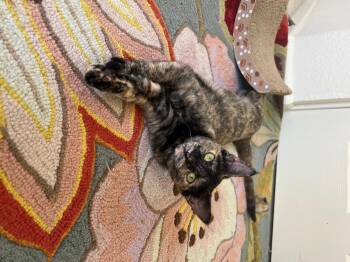 Rescue Tortoiseshell Cats for Adoption in Elk Grove, California - Daisy | PetCurious