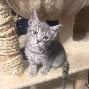 Domestic Short Hair Cats Available for Adoption in Jarrettsville, Maryland - Zig Zag | PetCurious