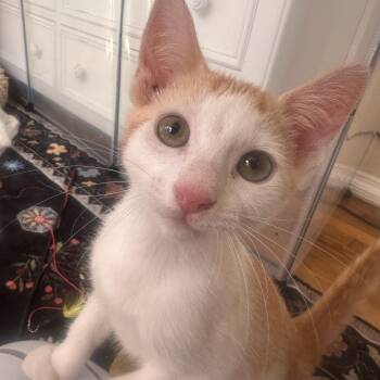 Rescue Domestic Short Hair Cats for Adoption in Orange, California - Grinchy | PetCurious