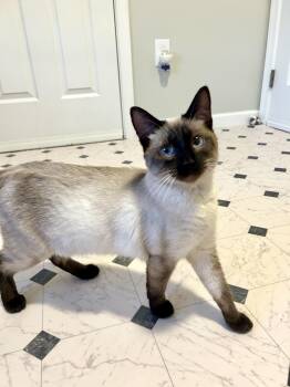 Siamese Cats Available for Adoption in Neffsville, Pennsylvania - Aveline | PetCurious