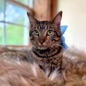 Winston Von Whiskers -  Tabby and Domestic Short Hair Cat for Adoption in Friendswood, Texas - Winston Von Whiskers | PetCurious
