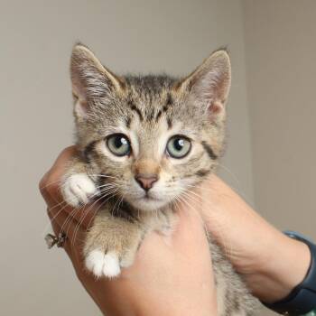 Sugar C69629 -  Domestic Short Hair Cat for Adoption in Minnetonka, Minnesota - Sugar C69629 | PetCurious