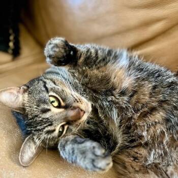 Mac -  Domestic Short Hair Cat for Adoption in Royal Oak, Michigan - Mac | PetCurious