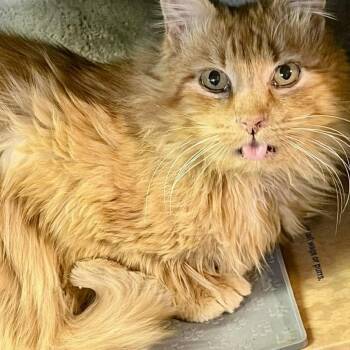 Domestic Long Hair Cats Available for Adoption in Philadelphia, Pennsylvania - Toosi | PetCurious