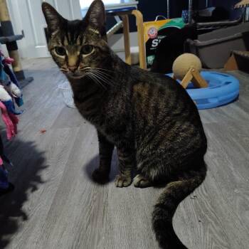 Domestic Short Hair Cats Available for Adoption in Ionia, Michigan - Spartacus | PetCurious