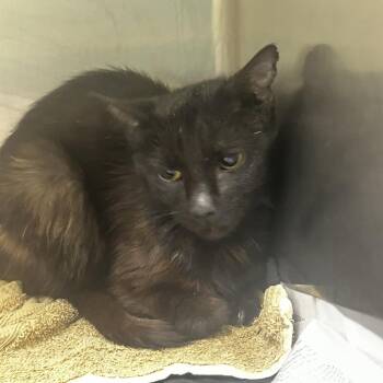 Tito -  Domestic Short Hair Cat for Adoption in Winston-salem, North Carolina - Tito | PetCurious