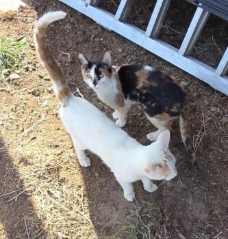 Prism -  Calico Cat for Adoption in Cut Bank, Montana - Prism | PetCurious
