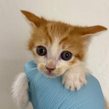 Domestic Short Hair Cats Available for Adoption in Redwood Valley, California - Floppy | PetCurious