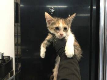 A1936118 -  Domestic Short Hair Cat for Adoption in Thousand Palms, California - A1936118 | PetCurious