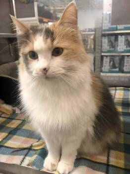 Dilute Calico and Domestic Medium Hair Cats Available for Adoption in Capshaw, Alabama - HERA | PetCurious
